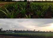 Diduga Catut Nama KLHK Pasang Patok Batas, Pengacara Albert: Kita Ada Bukti dan Ini Kronologisnya