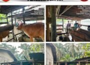 Pastikan Kesehatan Ternak Warga, Koramil 0321-06/TM Lakukan Kegiatan Pengecekan Penyakit PMK 7 Ekor Sapi