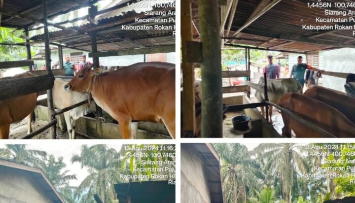 Pastikan Kesehatan Ternak Warga, Koramil 0321-06/TM Lakukan Kegiatan Pengecekan Penyakit PMK 7 Ekor Sapi