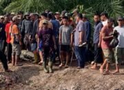 Sedang Asyik Memancing, Warga Kubu Rohil Tewas di Mangsa Buaya