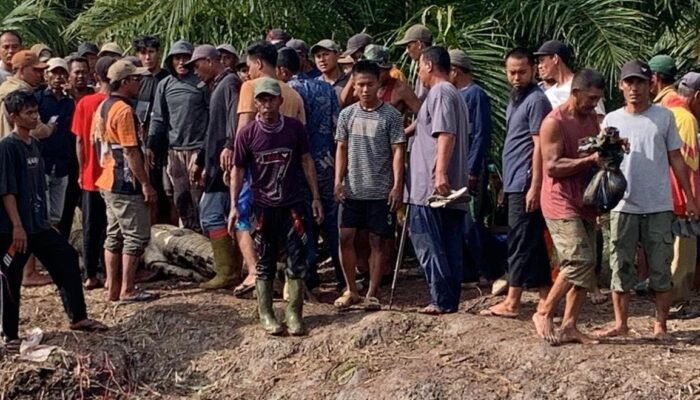 Sedang Asyik Memancing, Warga Kubu Rohil Tewas di Mangsa Buaya