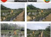 Babinsa Koramil 0321-06/TM Kopda Joko Suriono Melaksanakan Pendampingan Hanpangan Tanaman Cabe Milik Warga