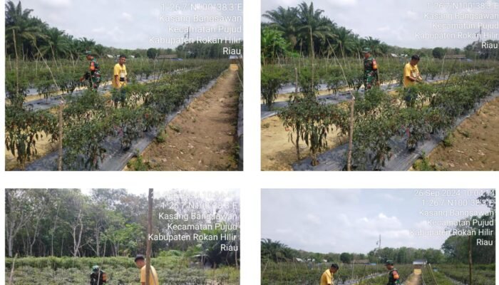 Babinsa Koramil 0321-06/TM Kopda Joko Suriono Melaksanakan Pendampingan Hanpangan Tanaman Cabe Milik Warga