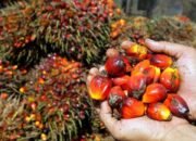 Harga Kelapa Sawit Mitra Plasma di Riau Dihargai Rp3.720 Per Kg