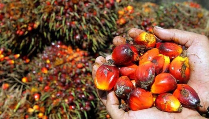Harga Kelapa Sawit Mitra Plasma di Riau Dihargai Rp3.720 Per Kg