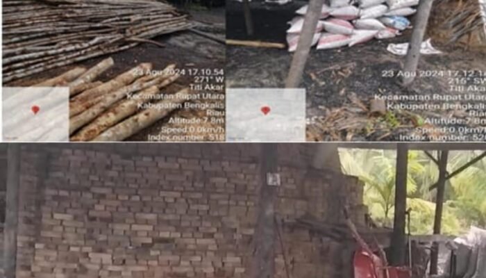 Mangrove Dibabat dan Dirusak Untuk Arang di Rupat, Warga dan Pengamat Lingkungan Minta Presiden RI Bertindak