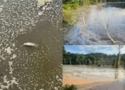 Diduga Limbah dari PT AMP, Ikan Mati dan Air Danau Hitam Pekat Berbusa
