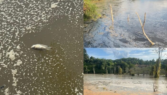 Diduga Limbah dari PT AMP, Ikan Mati dan Air Danau Hitam Pekat Berbusa