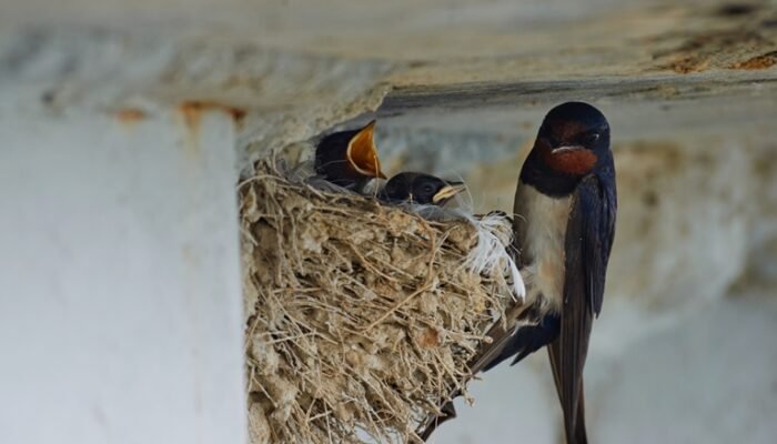 Pajak Sarang Burung Walet Pekanbaru Tumbuh Pesat, Hingga Capai 52% Pada 2024
