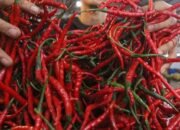 Harga Cabai Naik, Disperindag Pekanbaru Temukan Suplai Kurang