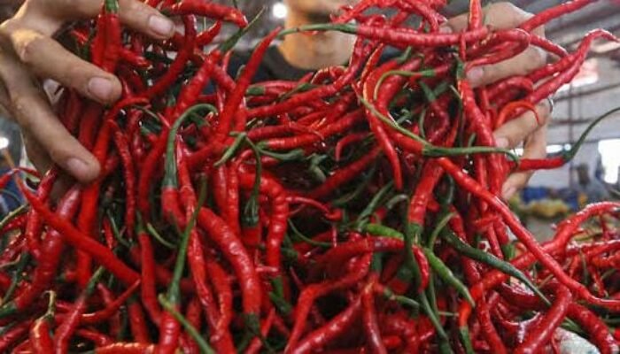 Harga Cabai Naik, Disperindag Pekanbaru Temukan Suplai Kurang