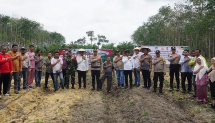 Dukung Program Ketahanan Pangan, PT Musim Mas dan Pemdes Tanjung Beringin Gelar Kegiatan Penanaman Jagung Serentak