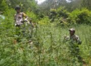 Kasus Temuan Ladang Ganja di Bromo Terungkap, DPR akan Minta Pertanggungjawaban Menteri Kehutanan Raja Juli