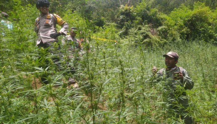 Kasus Temuan Ladang Ganja di Bromo Terungkap, DPR akan Minta Pertanggungjawaban Menteri Kehutanan Raja Juli