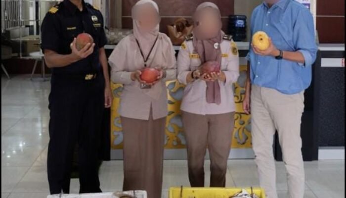 BC Tembilan Gagalkan Penyelundupan Mangga Thailand Ilegal 15 Ton
