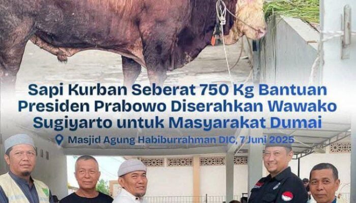 Wawako Dumai Serahkan Sapi Kurban Dari Presiden Prabowo Seberat 750 Kg untuk Warga