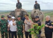 Satgas PKH Menegaskan Segala Bentuk Aktivitas di Hutan Kawasan Melanggar Hukum