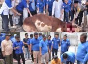 Rutin Setiap Tahun, DPC Demokrat Sembelih 85 Ekor Sapi dan 4 Ekor Kambing