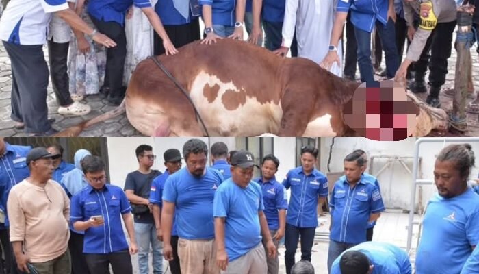 Rutin Setiap Tahun, DPC Demokrat Sembelih 85 Ekor Sapi dan 4 Ekor Kambing