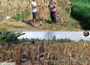 Polsek Payung Sekaki Lakukan Peninjauan Lahan Jagung Pipil Guna Mendukung Ketahanan Pangan