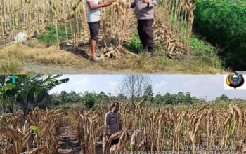 Polsek Payung Sekaki Lakukan Peninjauan Lahan Jagung Pipil Guna Mendukung Ketahanan Pangan