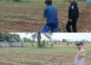 Dukung Program Ketahanan Pangan Nasional, Kanit Binmas bersama Bhabinkamtibmas Polsek Payung Sekaki Tinjau Lahan Jagung Manis Warga