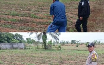 Dukung Program Ketahanan Pangan Nasional, Kanit Binmas bersama Bhabinkamtibmas Polsek Payung Sekaki Tinjau Lahan Jagung Manis Warga