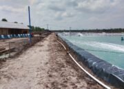 Bengkalis di Ujung Tanduk: Mengorbankan Mangrove demi ‘Emas Putih’ yang Berlumur Pelanggaran