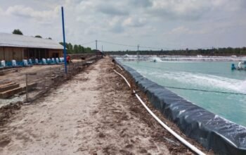 Bengkalis di Ujung Tanduk: Mengorbankan Mangrove demi ‘Emas Putih’ yang Berlumur Pelanggaran