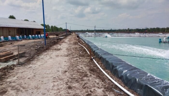 Bengkalis di Ujung Tanduk: Mengorbankan Mangrove demi ‘Emas Putih’ yang Berlumur Pelanggaran