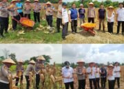 Polsek Payung Sekaki Gelar Panen Raya Jagung Pipil