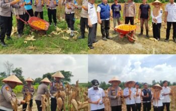 Polsek Payung Sekaki Gelar Panen Raya Jagung Pipil