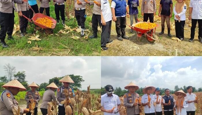 Polsek Payung Sekaki Gelar Panen Raya Jagung Pipil